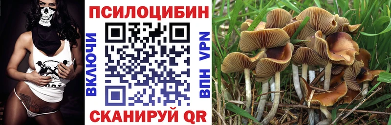 Псилоцибиновые грибы Psilocybine cubensis Павловск